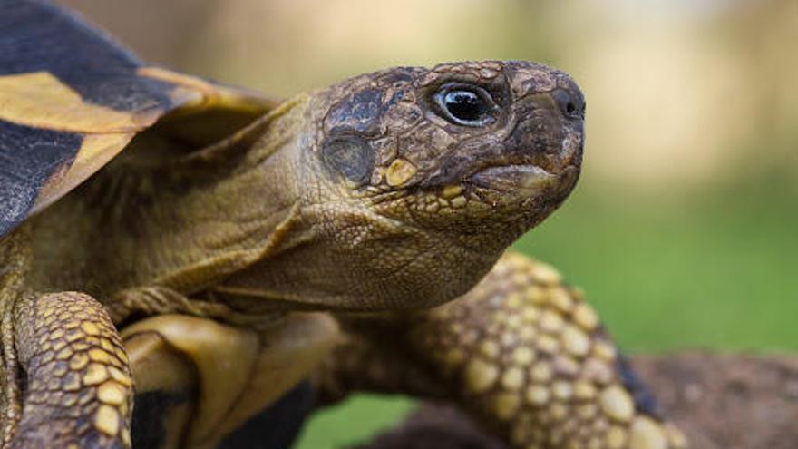 Una tortuga al medi natural.