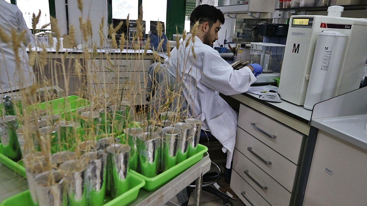 La Fundación Cajasur mantiene colaboración con la Consejería de Agricultura para el fomento de la formación y la investigación agraria.