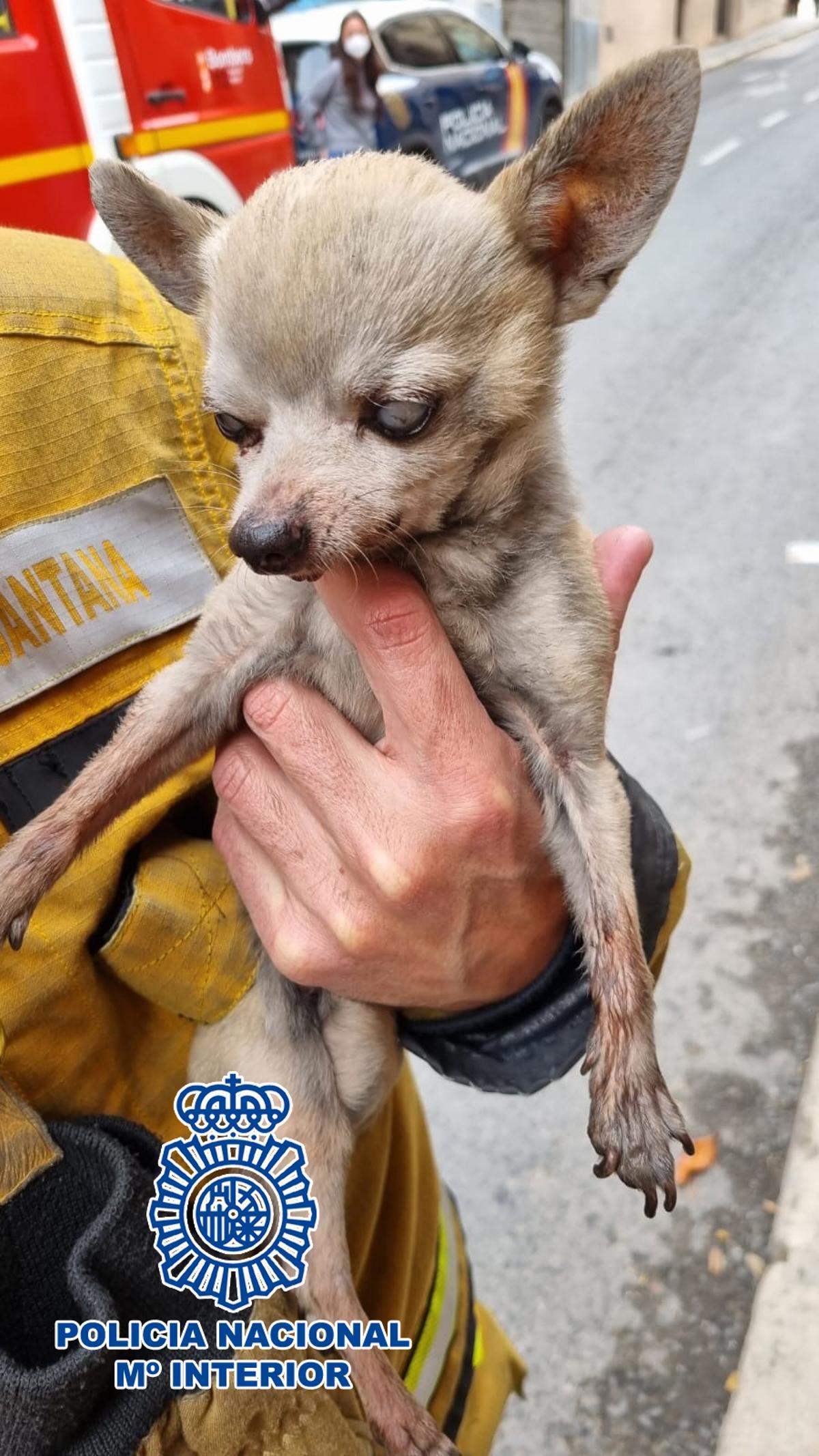 Uno de los perros rescatados.