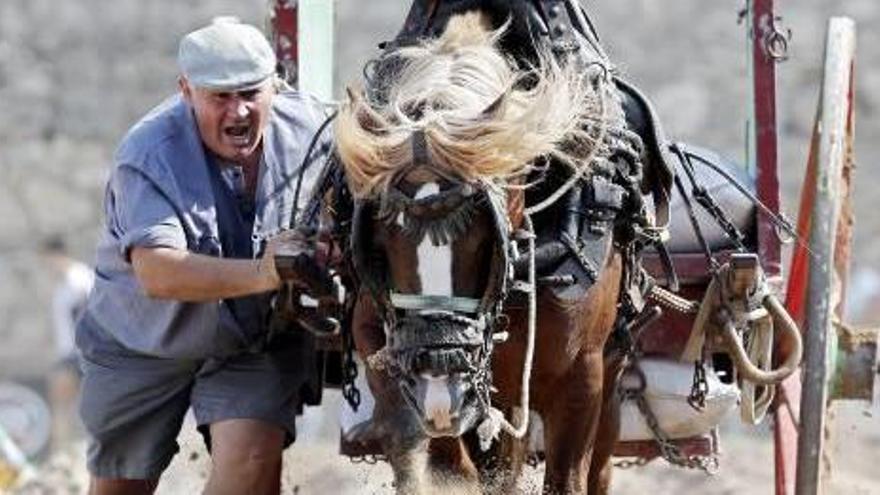 Un carretero y su caballo, en el concurso de tiro y arrastre de 2016.