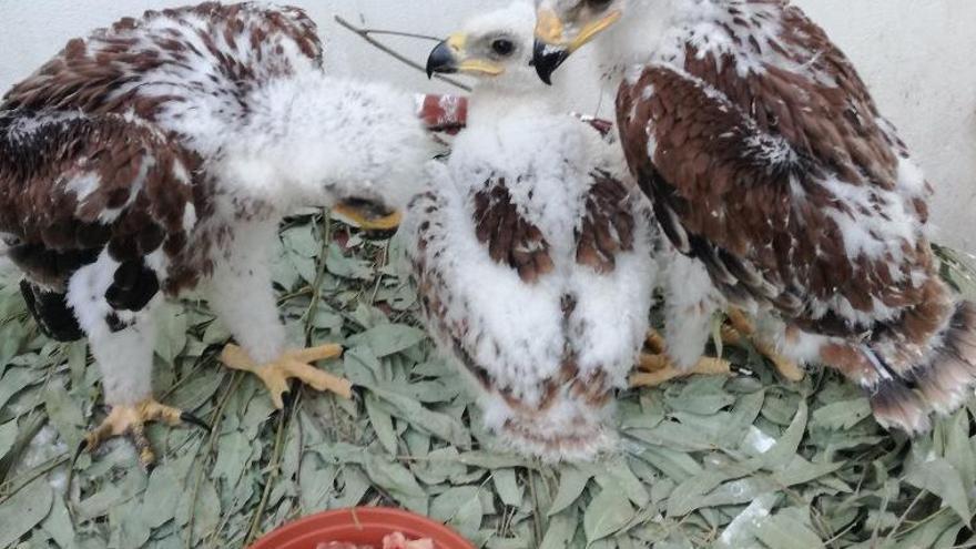 El Zoológico colabora con la Junta de Andalucía
en el plan de recuperación del águila imperial
ibérica