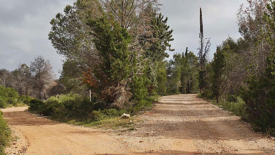 Una intersección de caminos en zona forestal de la finca del Realenc de Carcaixent. | V. M. PASTOR