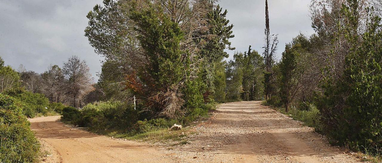 Una intersección de caminos en zona forestal de la finca del Realenc de Carcaixent. | V. M. PASTOR