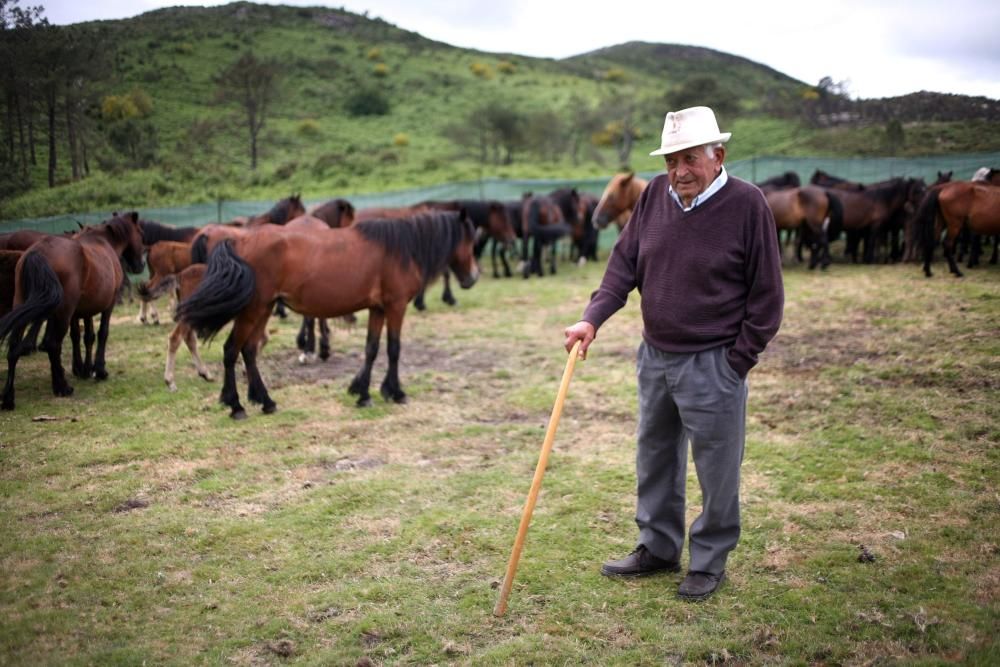 Diferentes grupos de personas fueron tratando de reunir a los caballos de los montes vecinos y conducirlos hasta O Peón