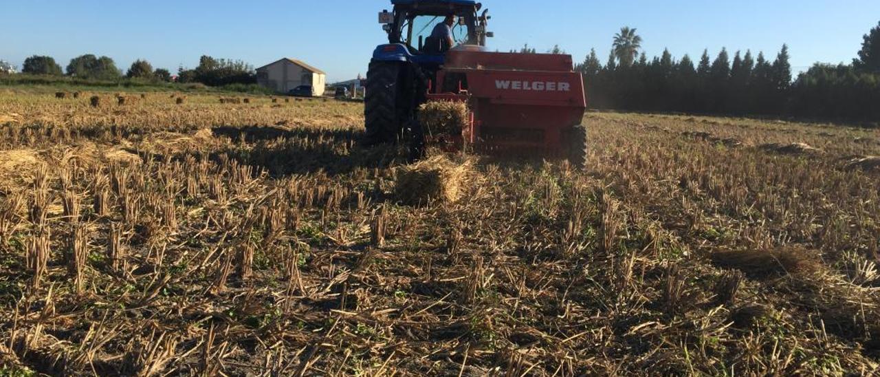 El Banco de Paja de Arroz bate récords al lograr empacar 30.000 balas en l&#039;Albufera