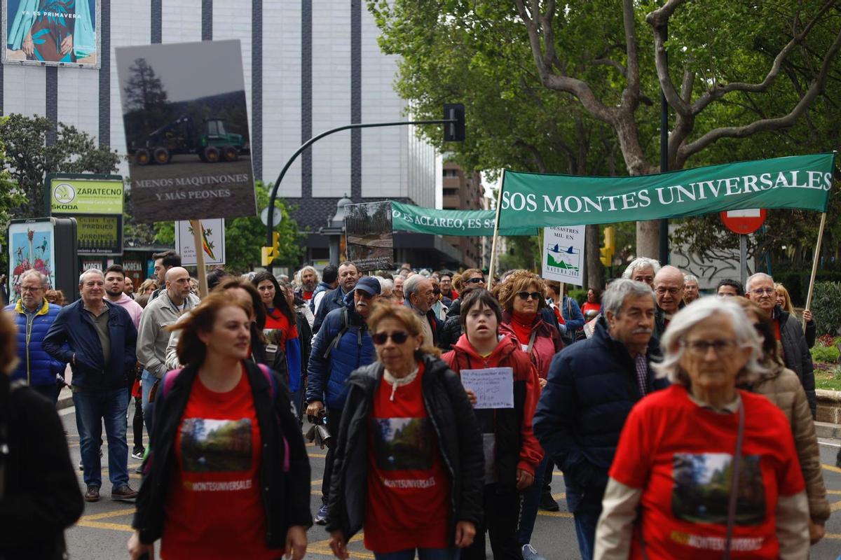 Fotogalería | Manifestación contra la tala masiva de árboles en los ...