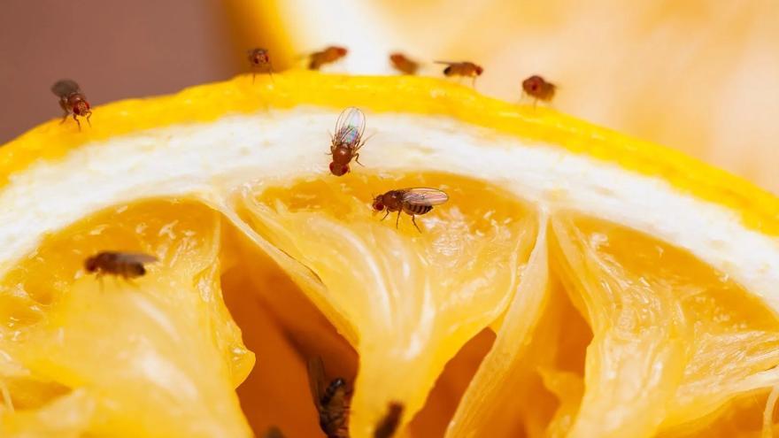 Adiós a los mosquitos y las moscas de la fruta: esto es lo que debes poner en el frutero para evitar que aparezcan