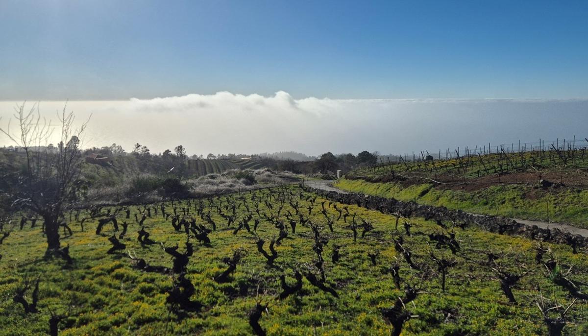 Una de las viñas de la bodega de Michael Candelario.