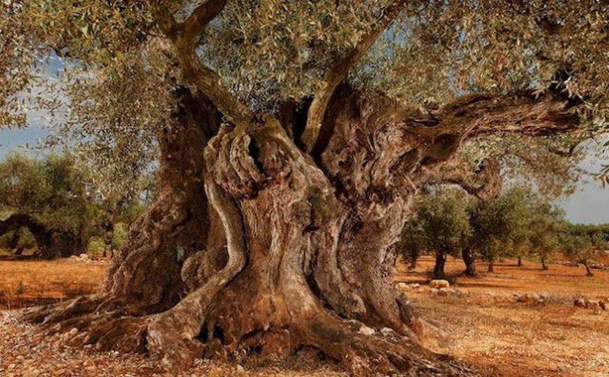 La Farga de l'Arion, un olivo con 1.711 años de vida