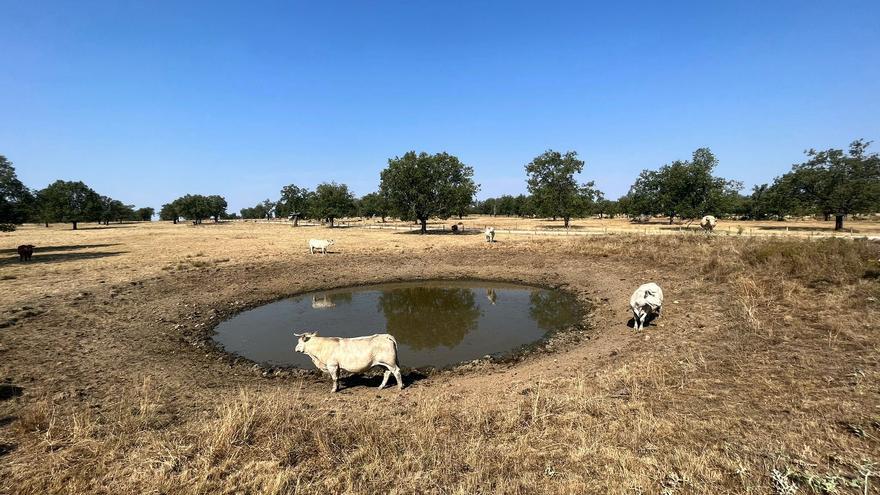 Agricultura destina 3,5 millones de euros para garantizar el suministro de agua a la ganadería