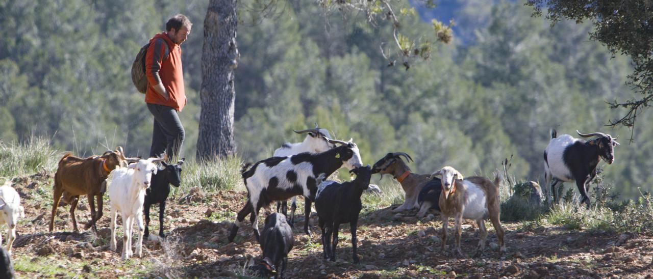 La Generalitat impulsa la ganadería intensiva como prevención contra el fuego