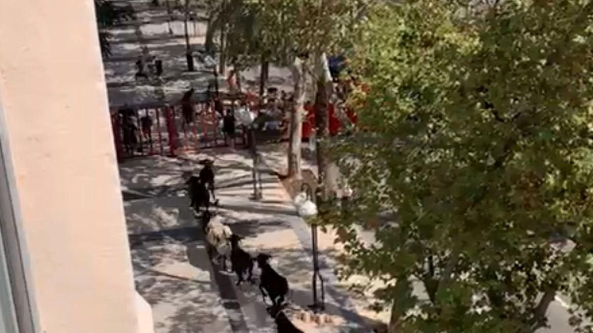 Ensurt a Benicàssim: s’escapa una vaqueta del recinte taurí i acaba en un càmping Ensurt a Benicàssim: s’escapa una vaqueta del recinte taurí i acaba en un càmping