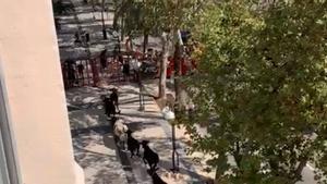 Ensurt a Benicàssim: s’escapa una vaqueta del recinte taurí i acaba en un càmping