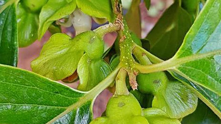 Otra pieza de fruta marcada.