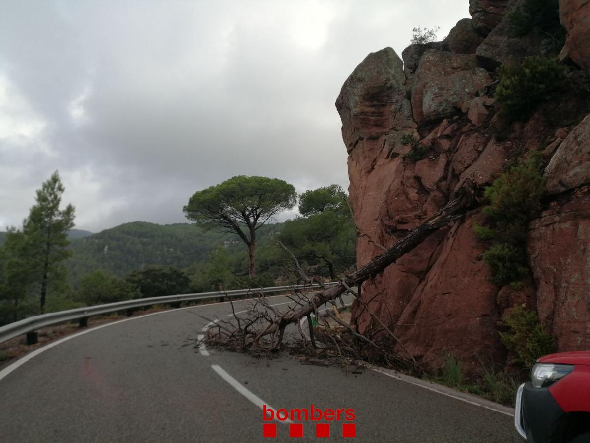 Imagen del árbol caído este sábado sobre la carretera TV-7046