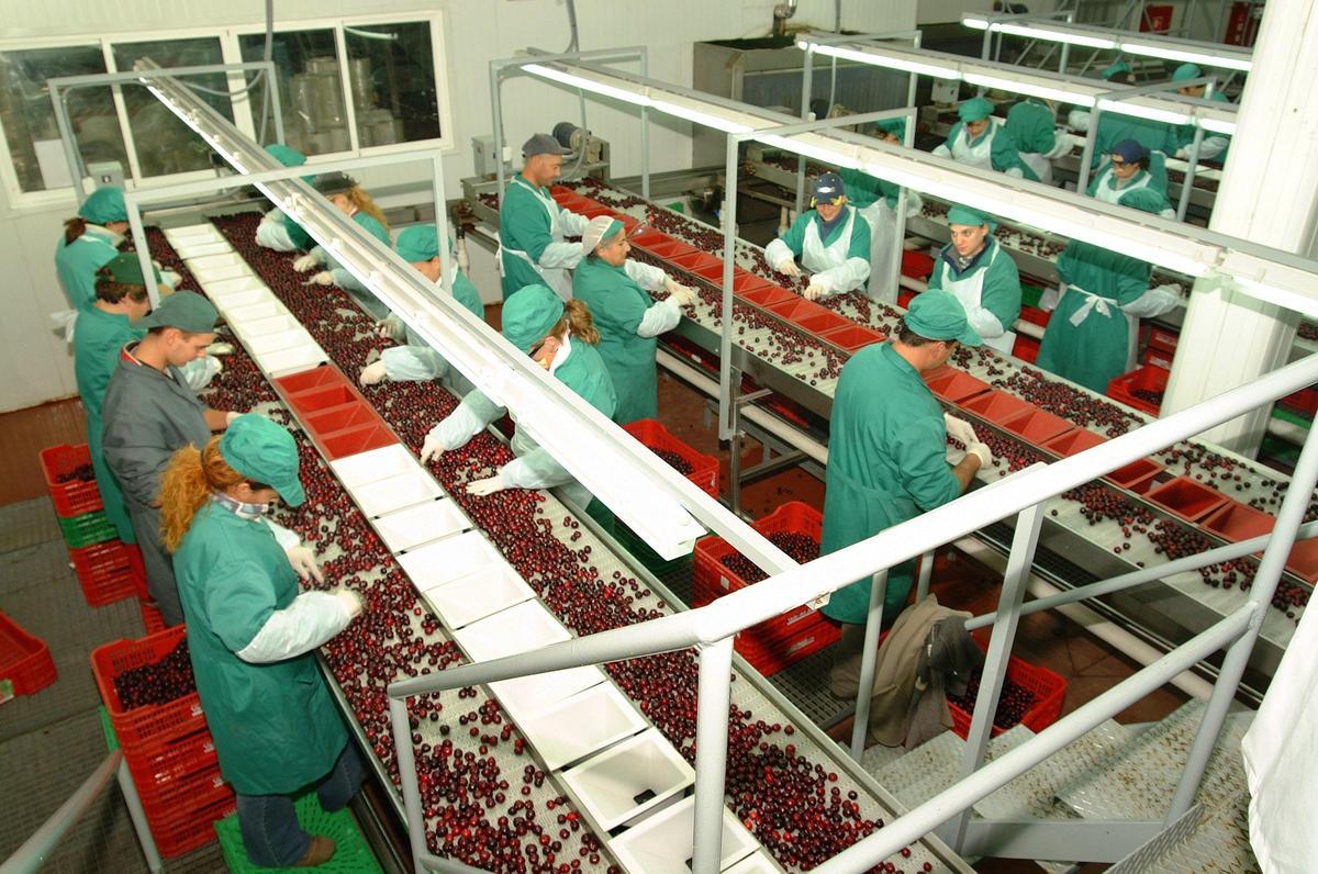 Campaña de cerezas y picotas en el Valle del Jerte, uno de los proyectos de LEADER en Extremadura