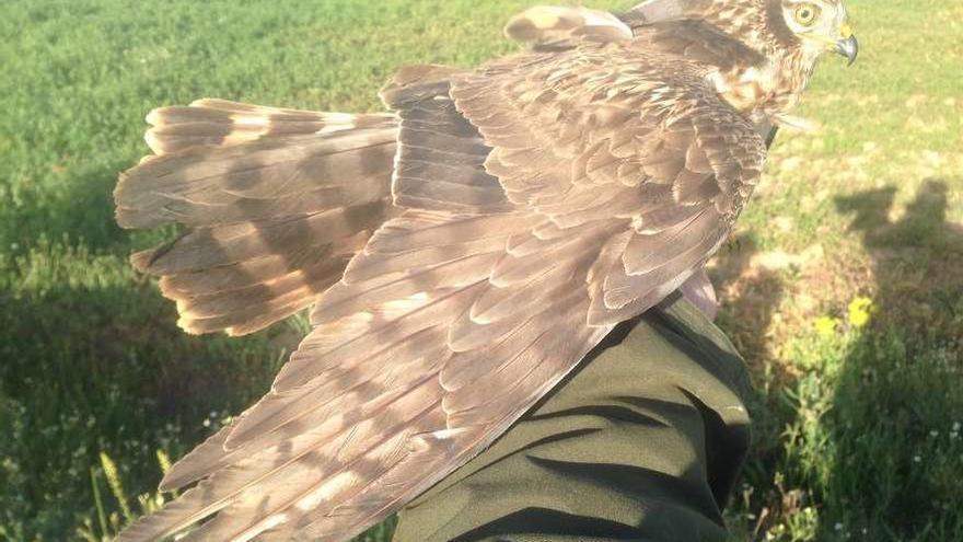 Hembra de aguilucho cenizo a punto de ser soltada de nuevo tras la colocación del dispositivo.