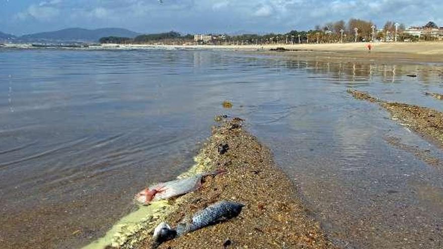 Peces muertos tras el vertido al final de la playa de Samil.  // M.G.Brea
