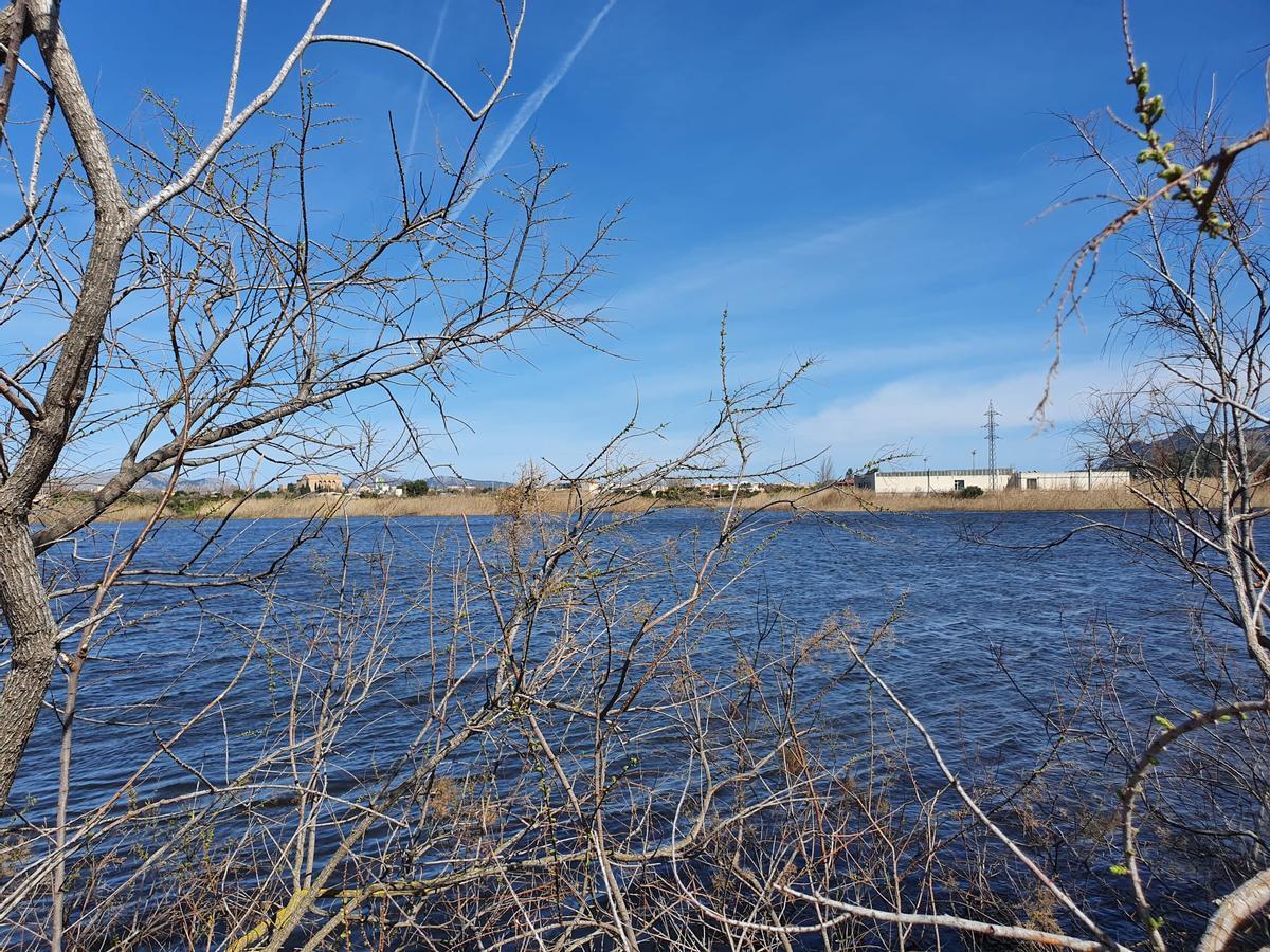 La restauración de humedales mejorará el estado ecológico de la bahía de Alcúdia