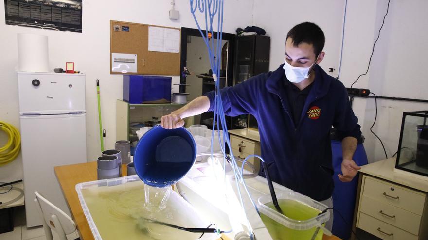 Así funciona la primera granja de medusas de Asturias