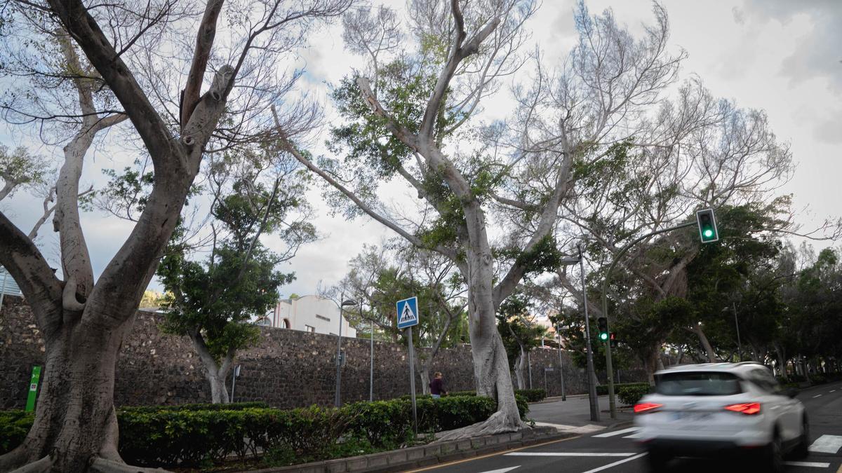 Árboles en el último tramo de la Rambla de Santa Cruz.