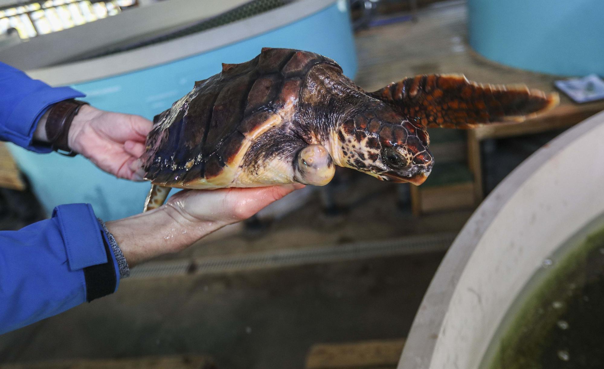 La cara oculta del acuario más grande de Europa. El Oceanogràfic