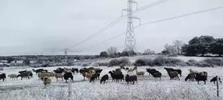 GALERÍA | La nieve cubre los pueblos de Sayago