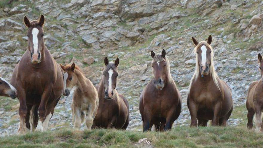 El recelo de los consumidores tumba las ventas de carne de caballo