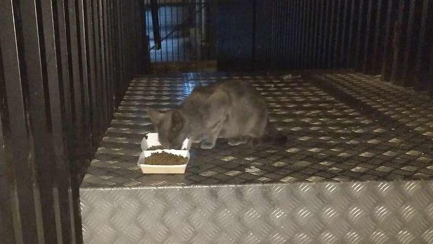 Uno de los gatos de la posible colonia comiendo pienso detrás del McDonald´s.