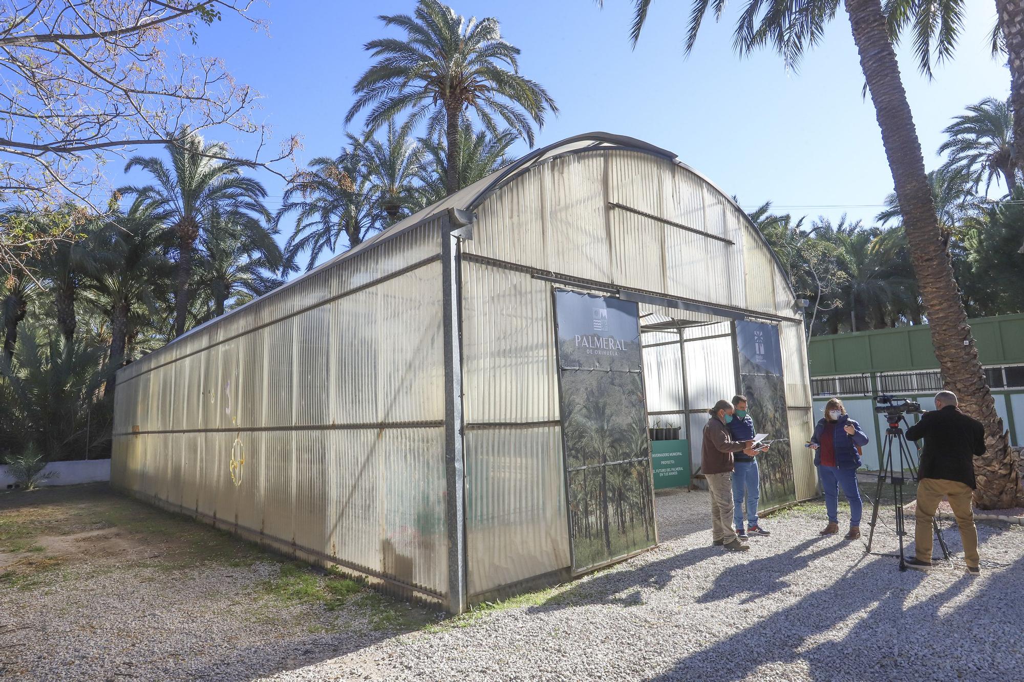 Visit of the councilor Dámaso Aparicio to the Orihuela Palm Grove greenhouse