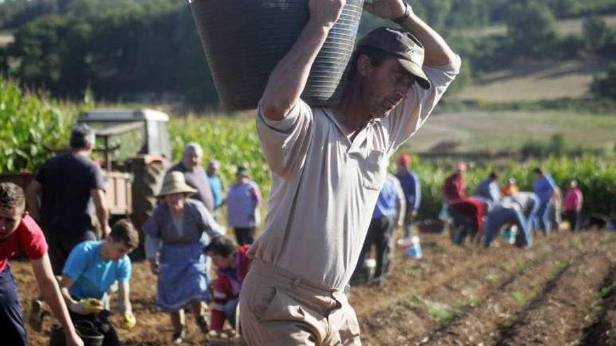 Recogida de patatas en una finca de Vilatuxe. // Bernabé/Luismy