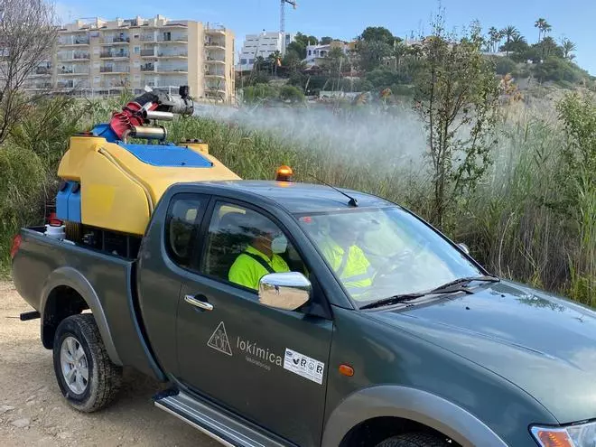 El Campello comienza en Cala Baeza la campaña de fumigación contra los mosquitos común y tigre