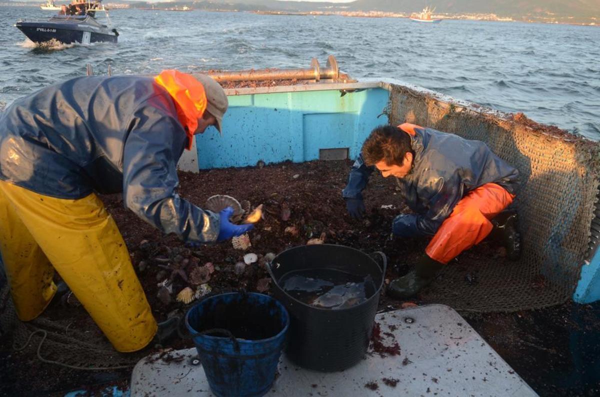 Arranca la temporada de vieira