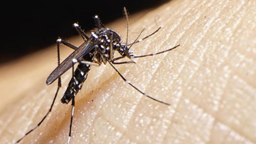 Confirman dos nuevos casos de dengue en Murcia.