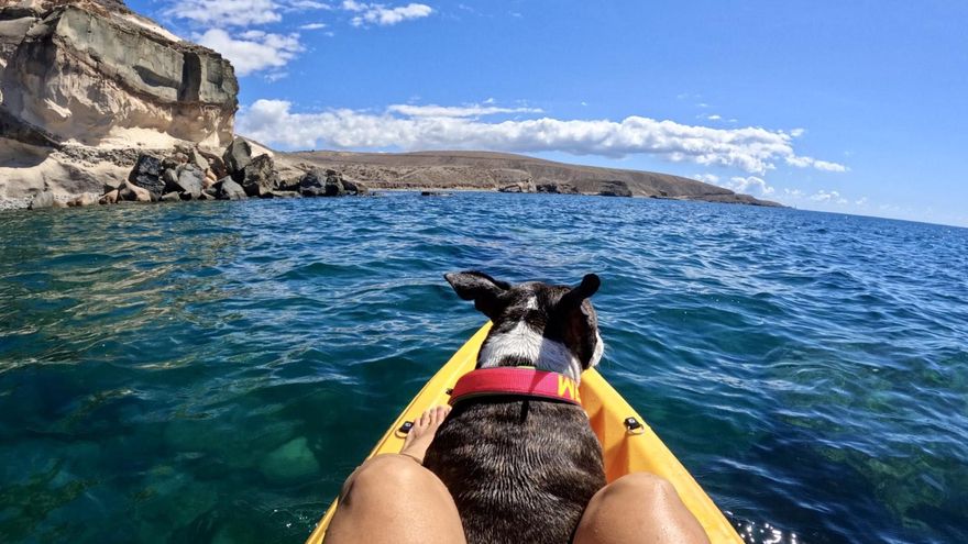 Las Palmas de Gran Canaria lanza una nueva edición del concurso fotográfico ‘Mi amigo se viene conmigo’ para fomentar la tenencia responsable de mascotas
