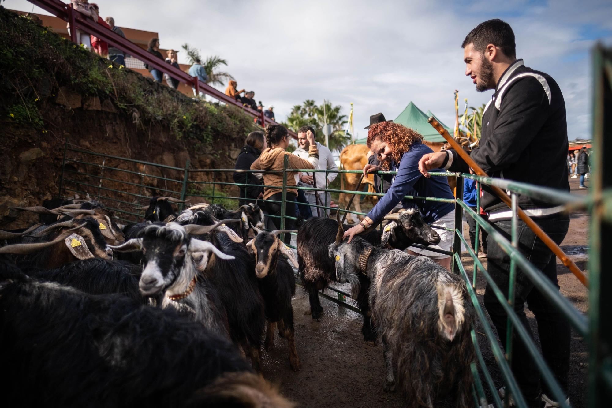 Feria de ganado por las fiestas de Tacoronte