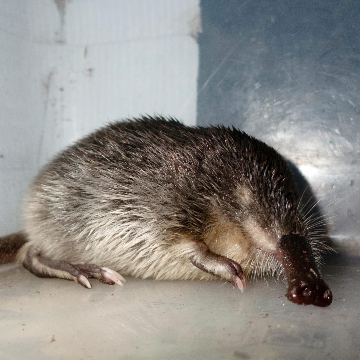 Ejemplar de Desmán Ibérico detectado en Asturias.