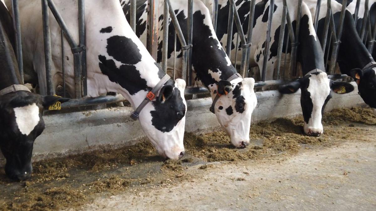 Vacas Holstein, en una ganaderia de leche