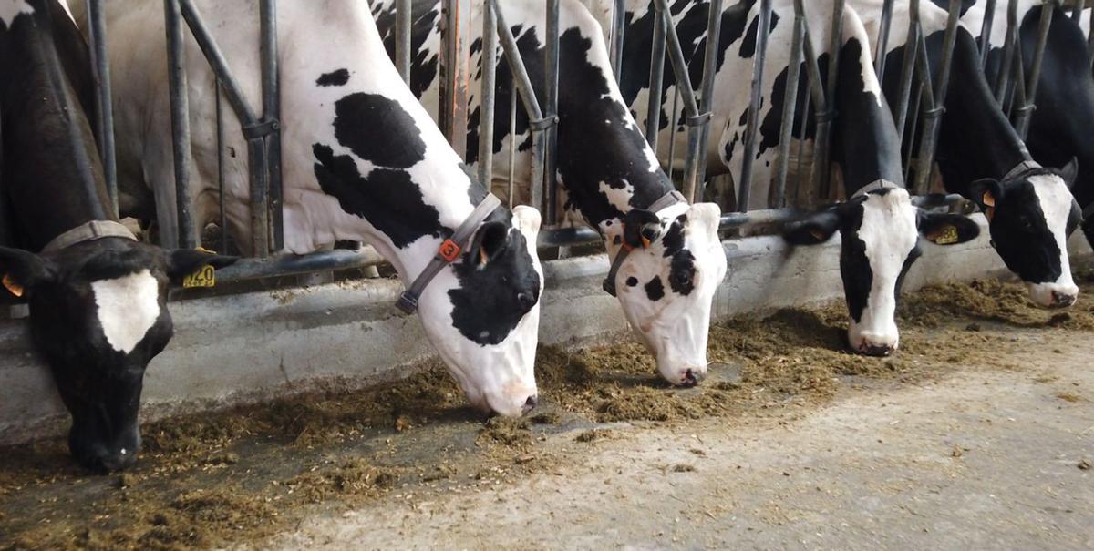 Vacas Holstein, en una ganaderia de leche