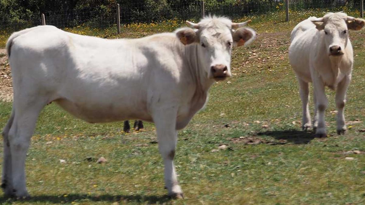 Vacas
