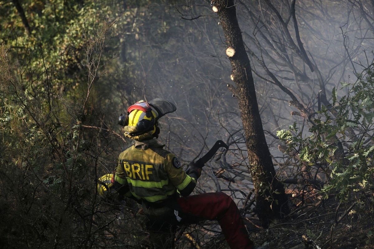 ¿Què es pot fer amb la superfície cremada en els incendis? Els experts recomanen no reforestar: «La naturalesa s’obrirà pas» ¿Què es pot fer amb la superfície cremada en els incendis? Els experts recomanen no reforestar: «La naturalesa s’obrirà pas»