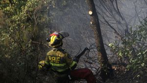 ¿Què es pot fer amb la superfície cremada en els incendis? Els experts recomanen no reforestar: «La naturalesa s’obrirà pas»