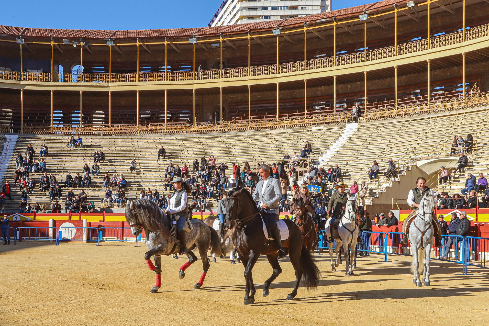 Concurso ecuestre y Bendición de animales por San Antón en Alicante