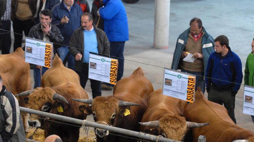 Animales durante una pasada muestra en el recinto ferial de Santullano.