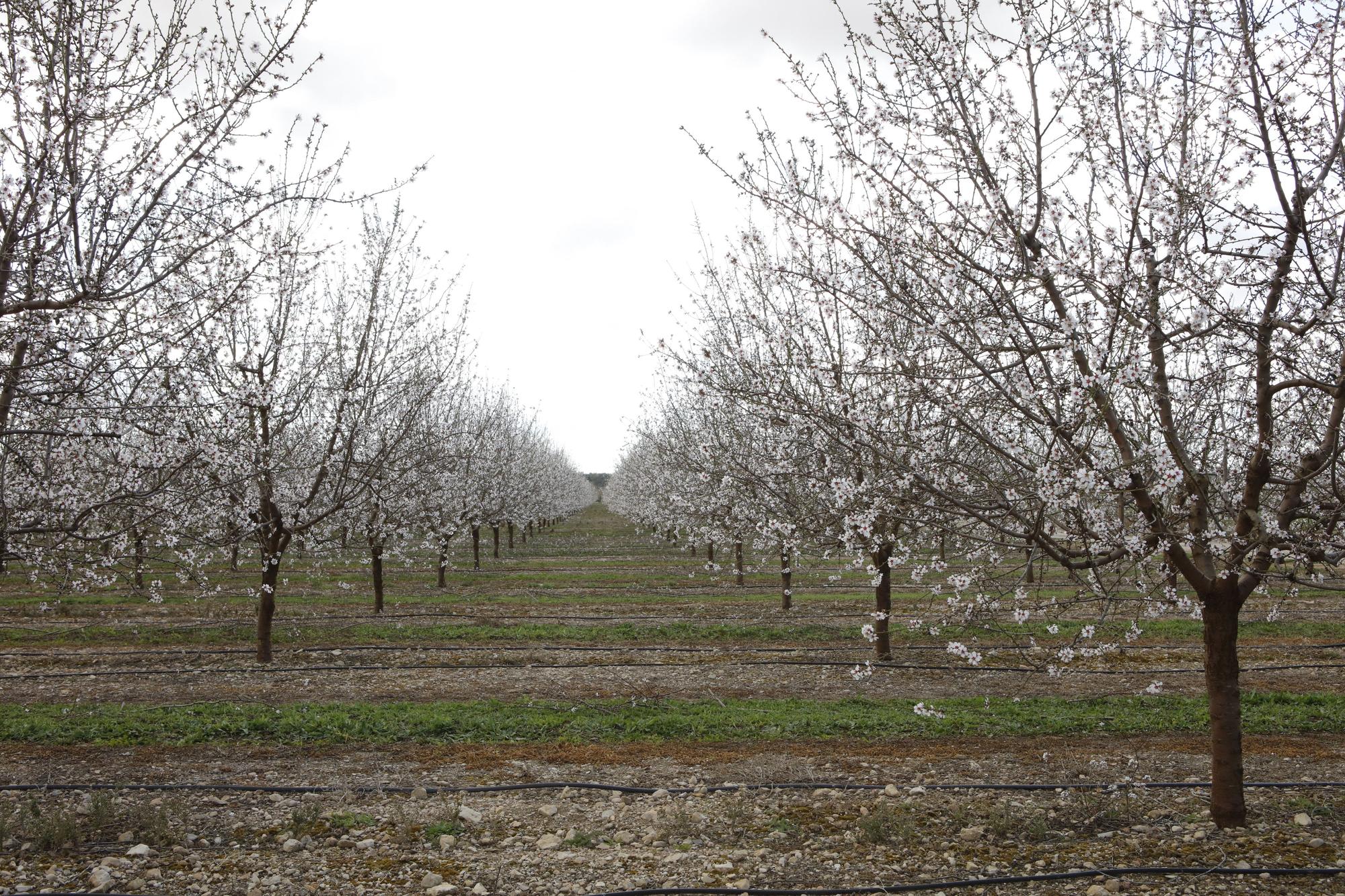 Die neue Mandelblüte und die alten Bienen