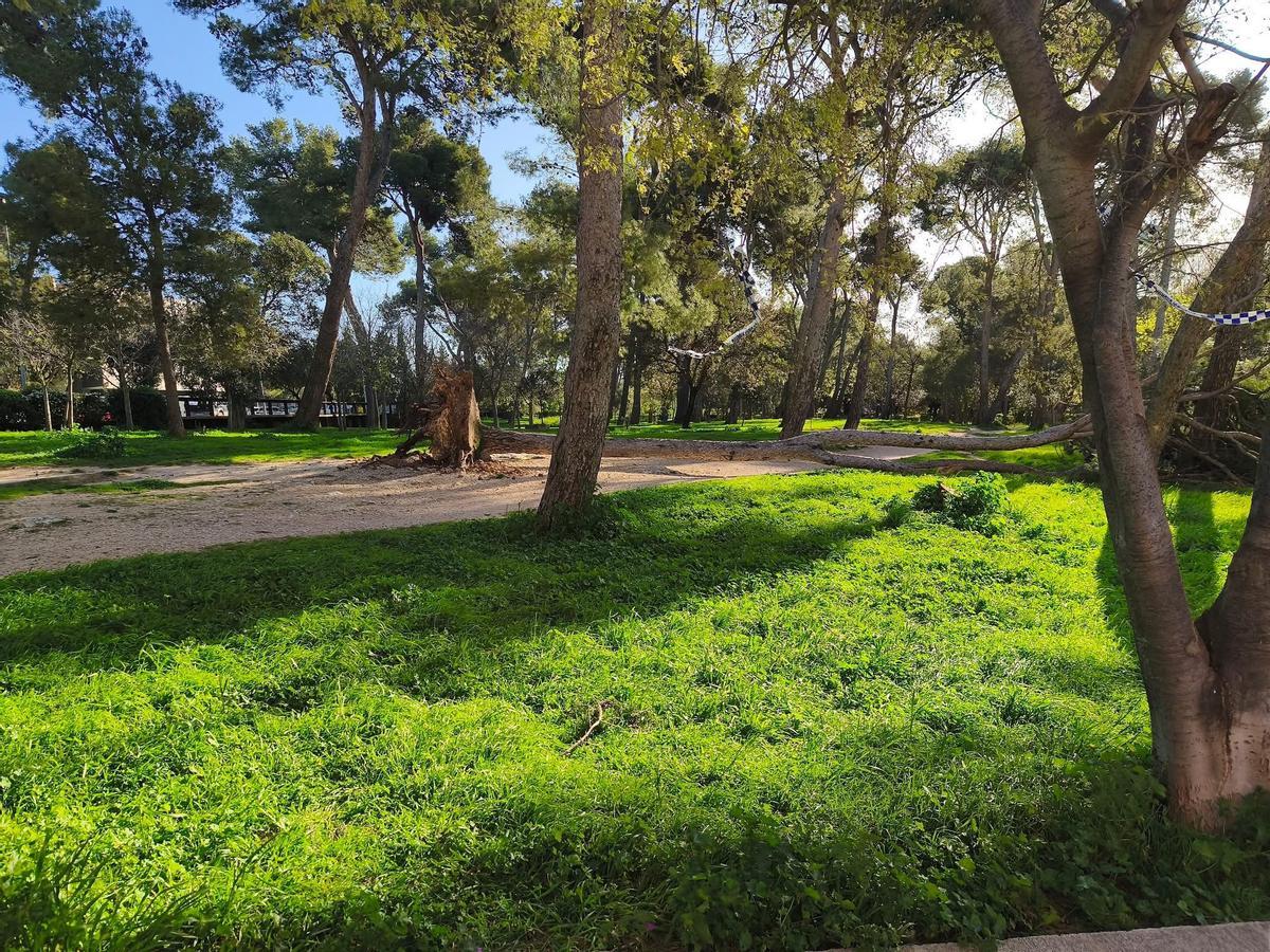 Un dels arbres caiguts al Parc Bosc.