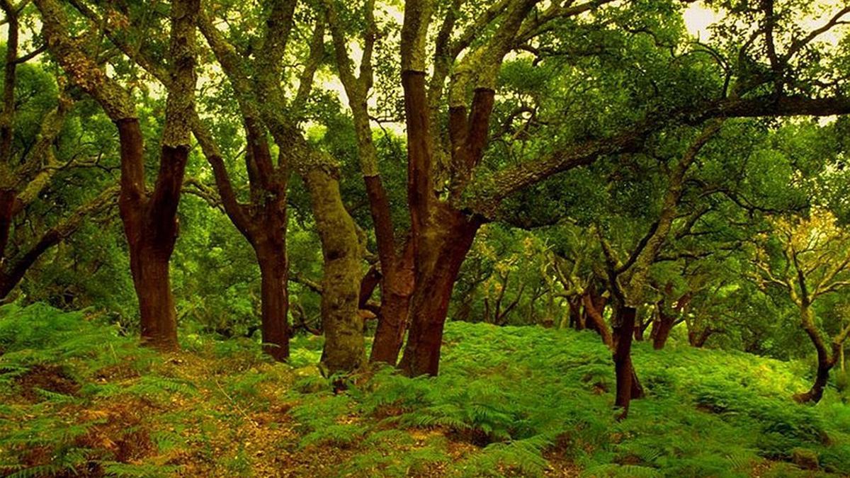 Parque Natural de Los Alcornocales en Cádiz, uno de los espacios beneficiados por la reforestación de Plant for the planet, premio Andalucía de Medio Ambiente 2024.