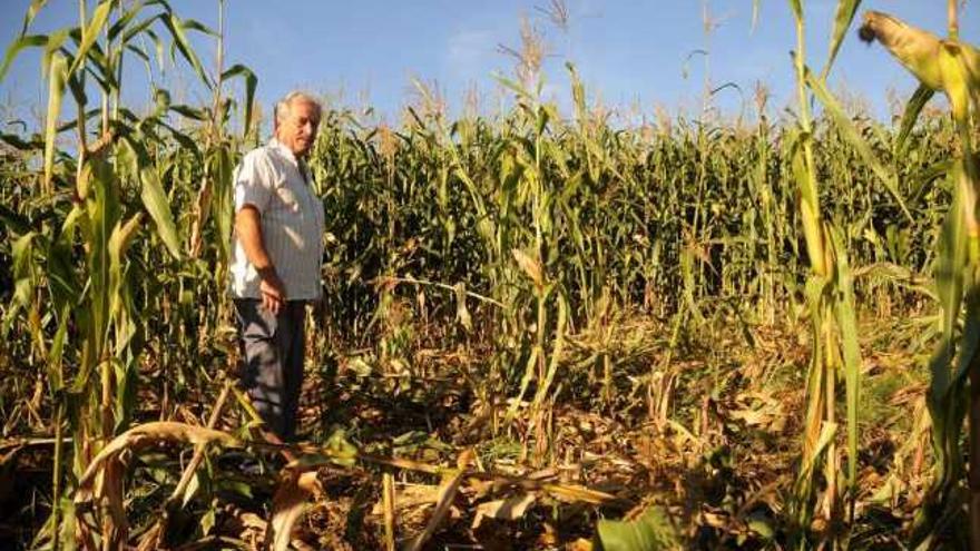 Alfonso Otero, ayer, mostrando los daños causados por el jabalí en su maizal.  // Bernabé / Javier Lalín