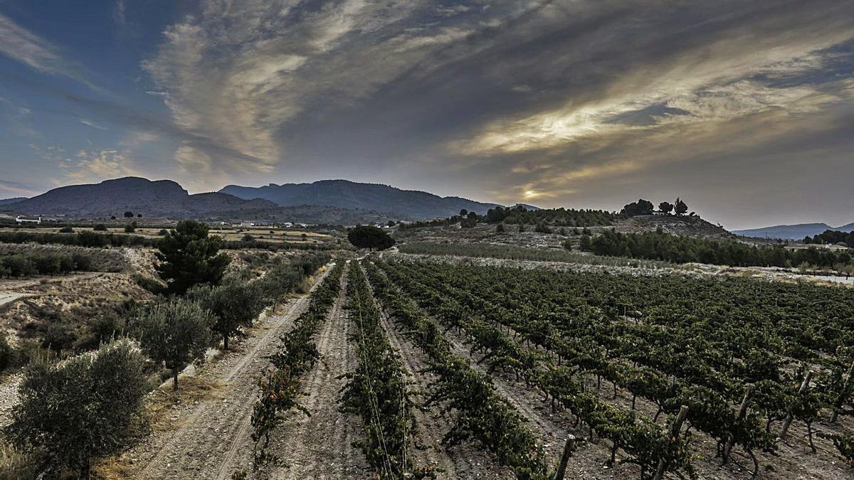 La provincia de Alicante es una zona que cuenta con muchos viñedos ecológicos.