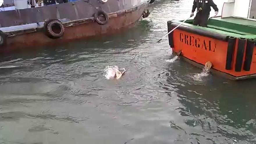 Rescatan una tortuga que tenía redes y botellas amarradas en el puerto de Castellón